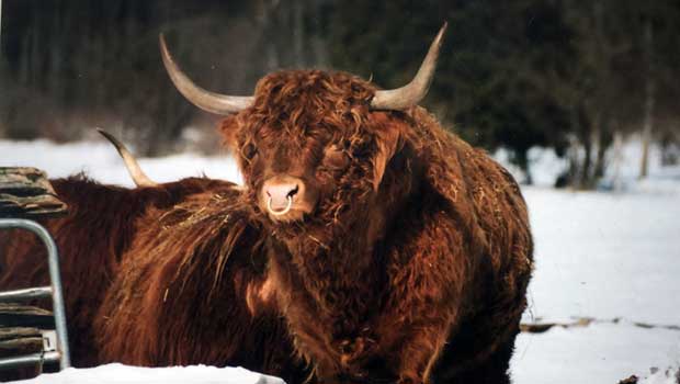 disadvantages of highland cattle
