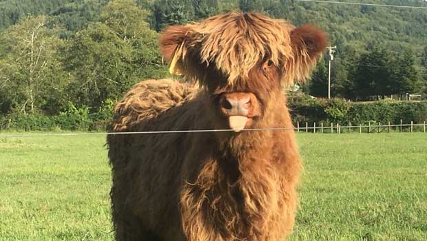 highland cattle colors