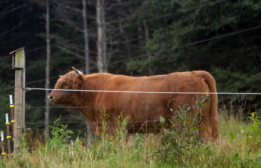 american highland cattle association