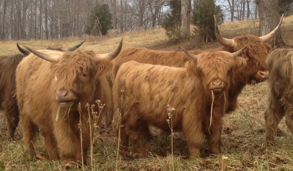 american highland cattle association