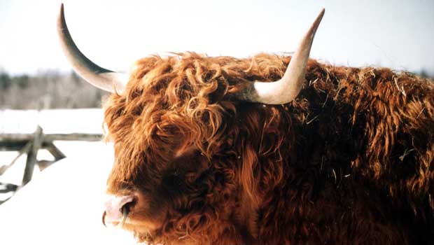 american scottish highland cattle association american scottish highland cattle association