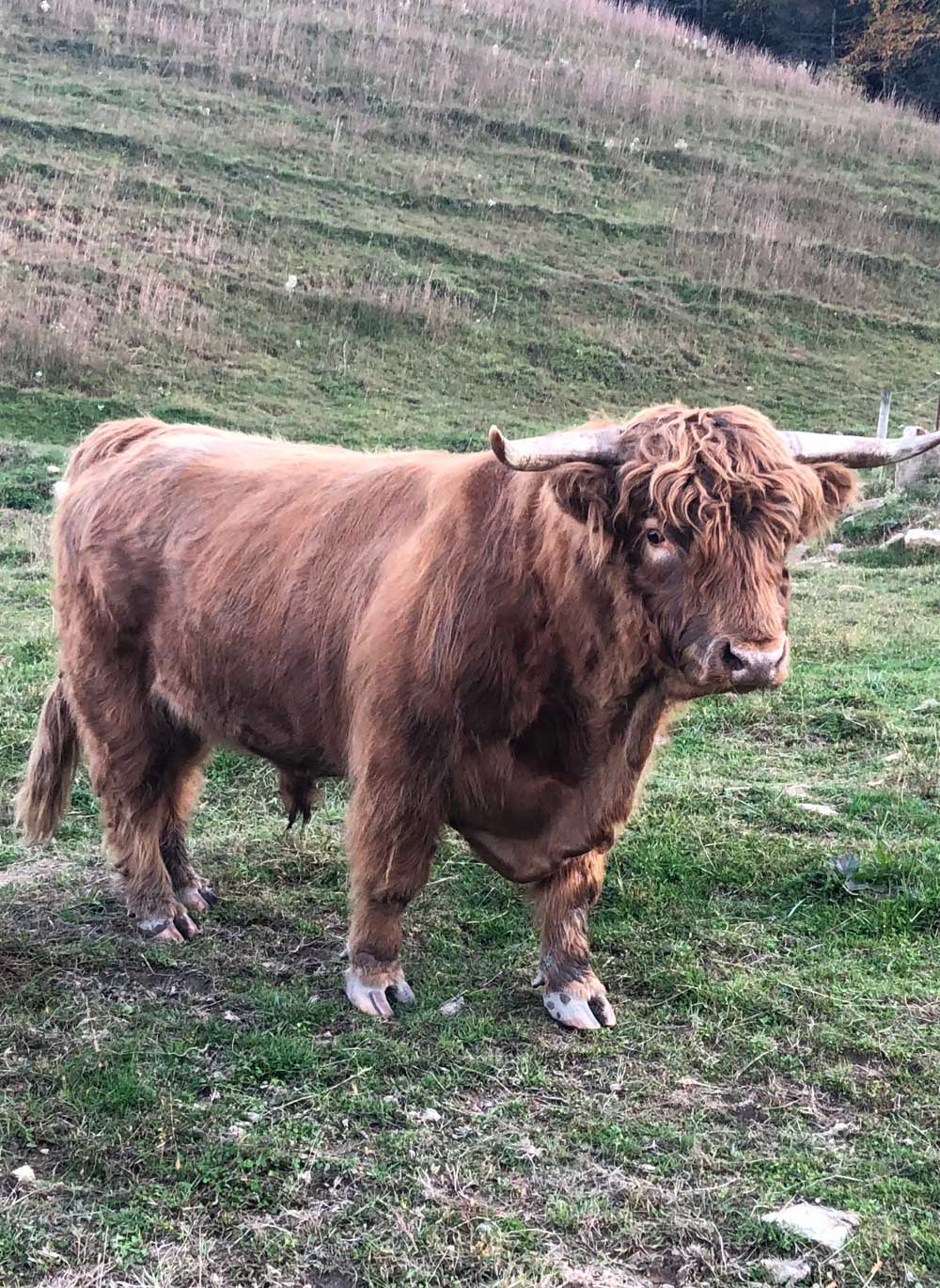 American Highland Cattle Association