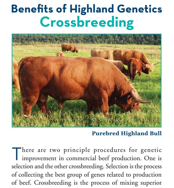 Crossbreeding Brochure